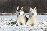 SIBERIAN HUSKY 485